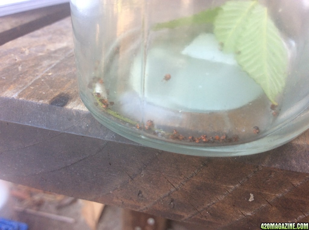 Stink bugs newly hatched