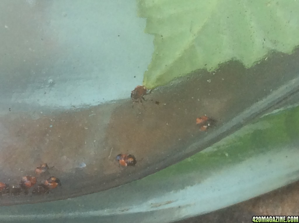 Stink bugs newly hatched