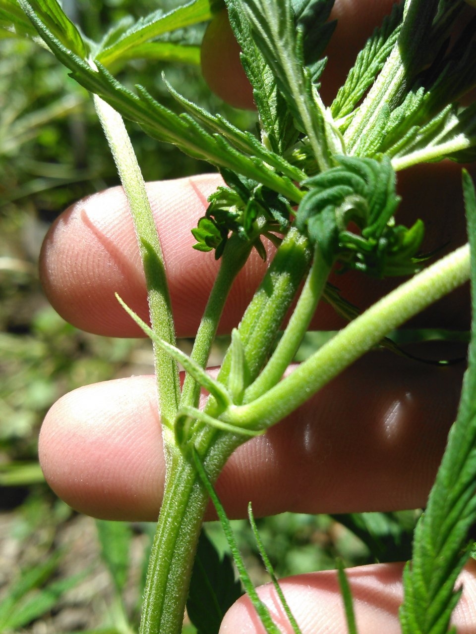 Stipule? or Male?