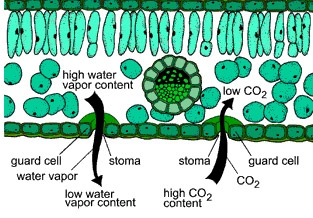 stomata.jpg