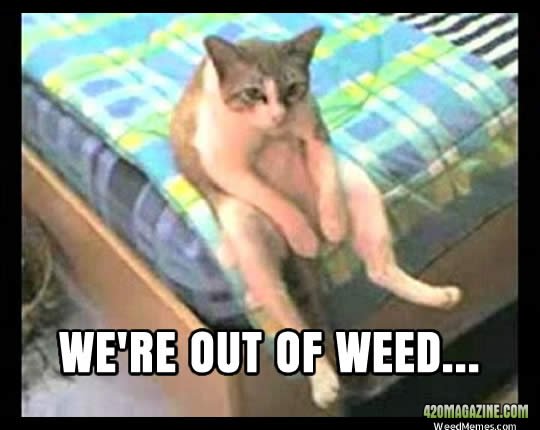 stoner-cat-out-weed-memes.jpg