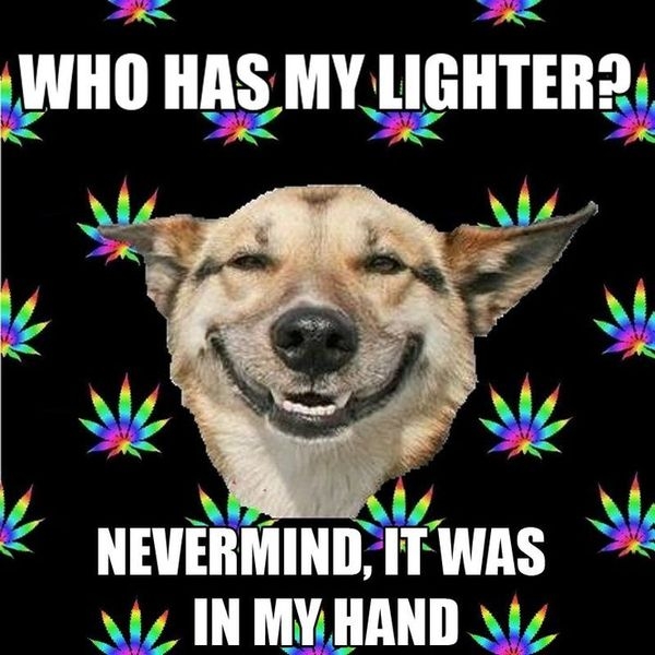 stoner dog.jpg