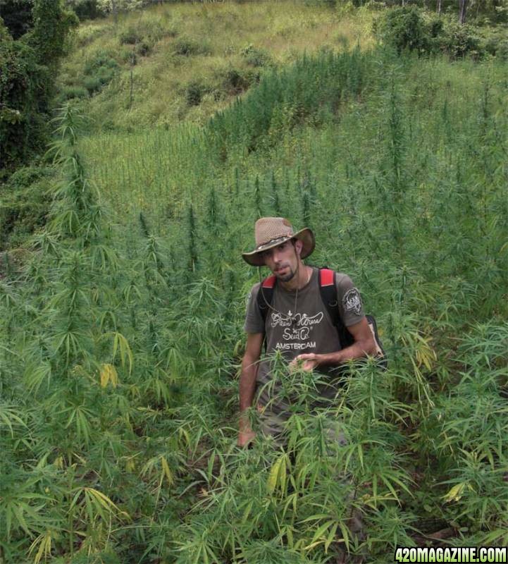 STRAIN HUNTERS - MALAWI - 2008