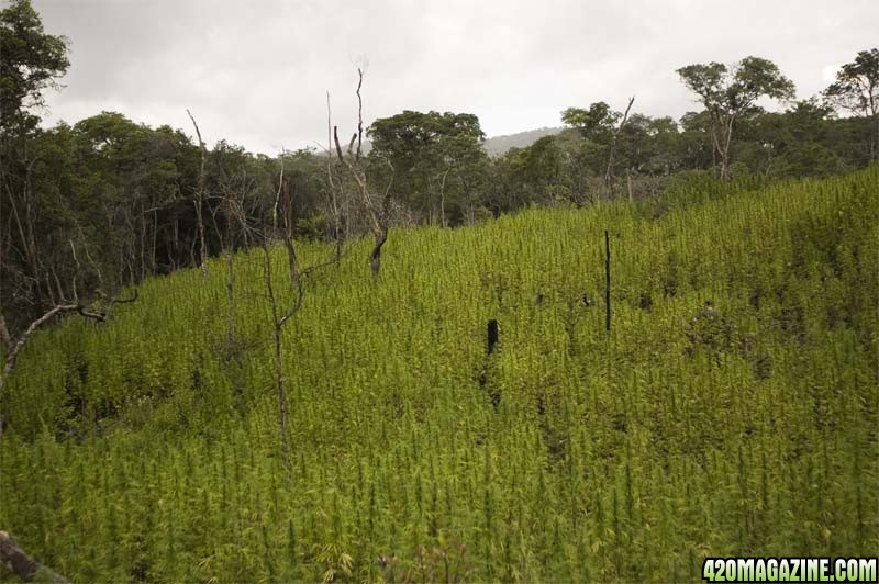 STRAIN HUNTERS - MALAWI - 2008