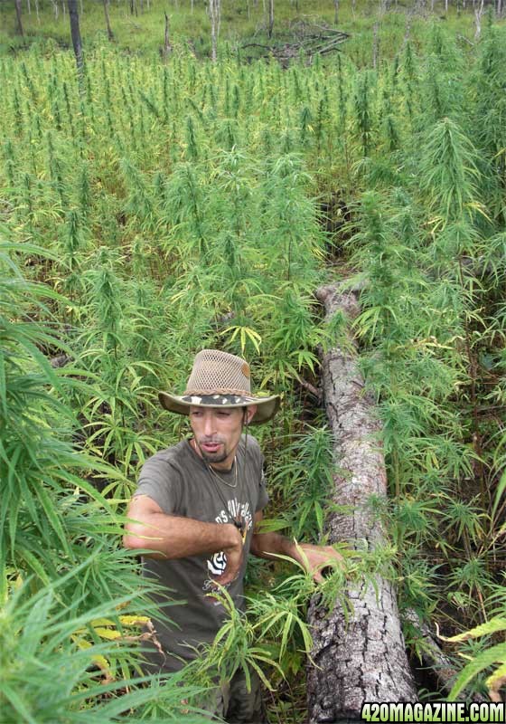 STRAIN HUNTERS - MALAWI - 2008