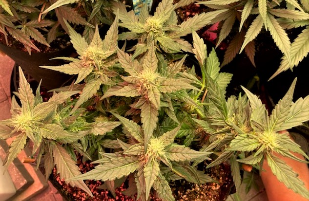 Strawberry Banana 1 WHOLE PLANT.jpg