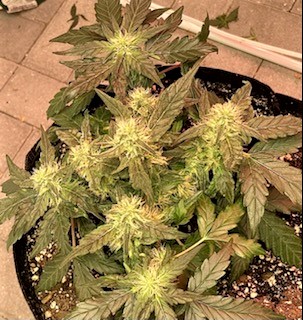 Strawberry Banana 2 WHOLE INDICA PLANT.jpg