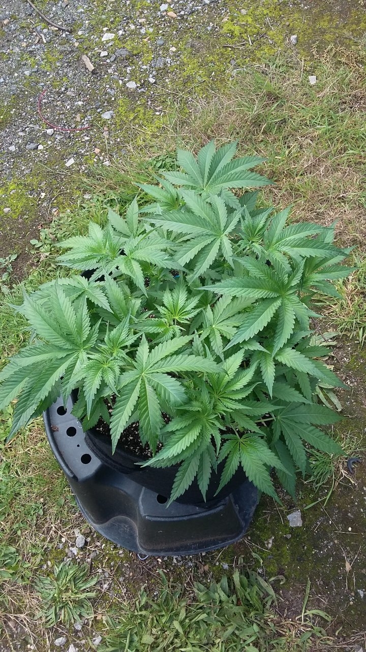 Strawberry banana about to get scrogged