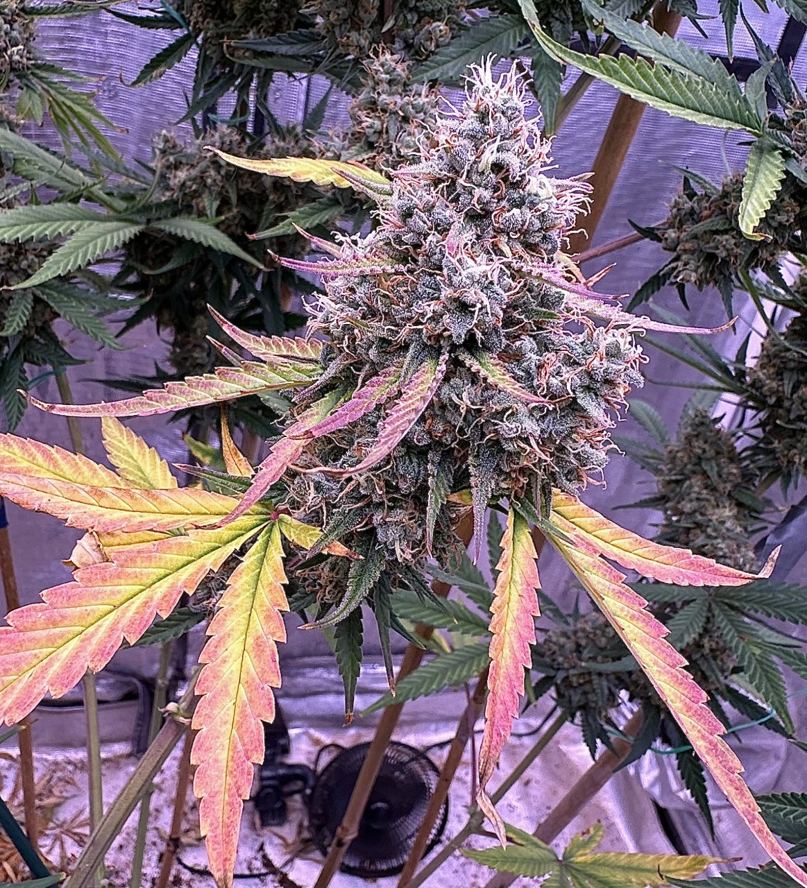 Strawberry Banana Auto