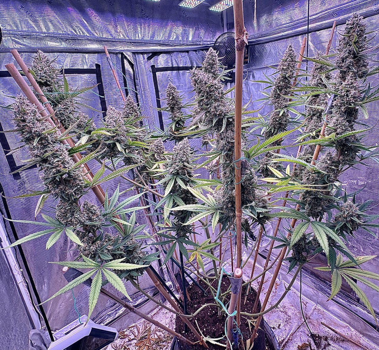 Strawberry Banana Auto