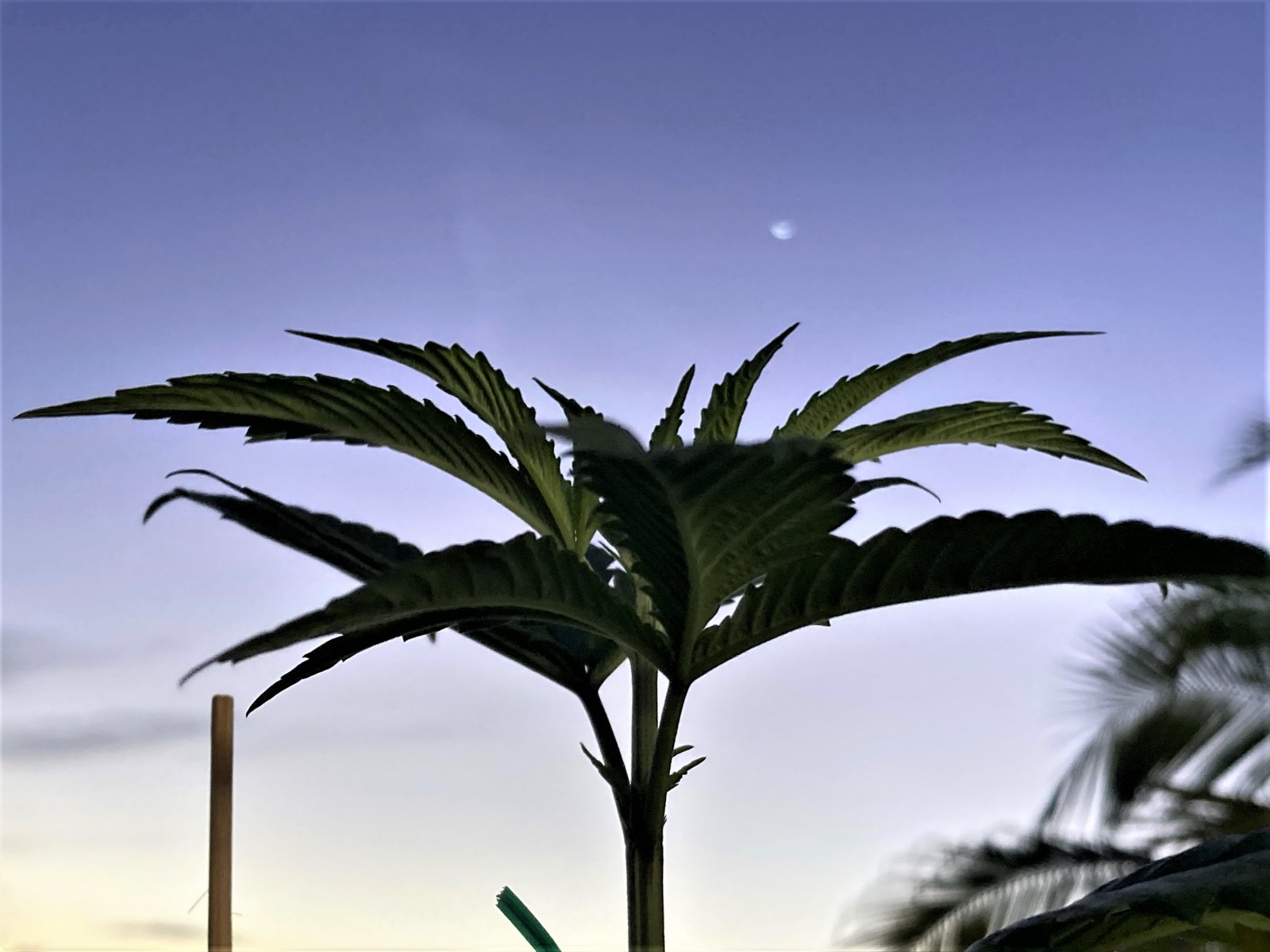 Strawberry Banana FF Photo in the morning light with moon.jpg