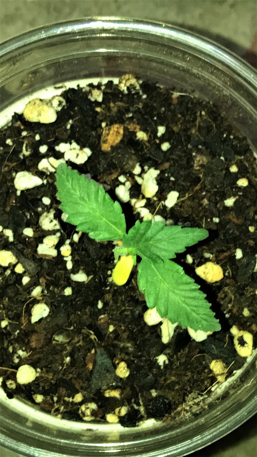 Strawberry Banana Grape day 1.JPG