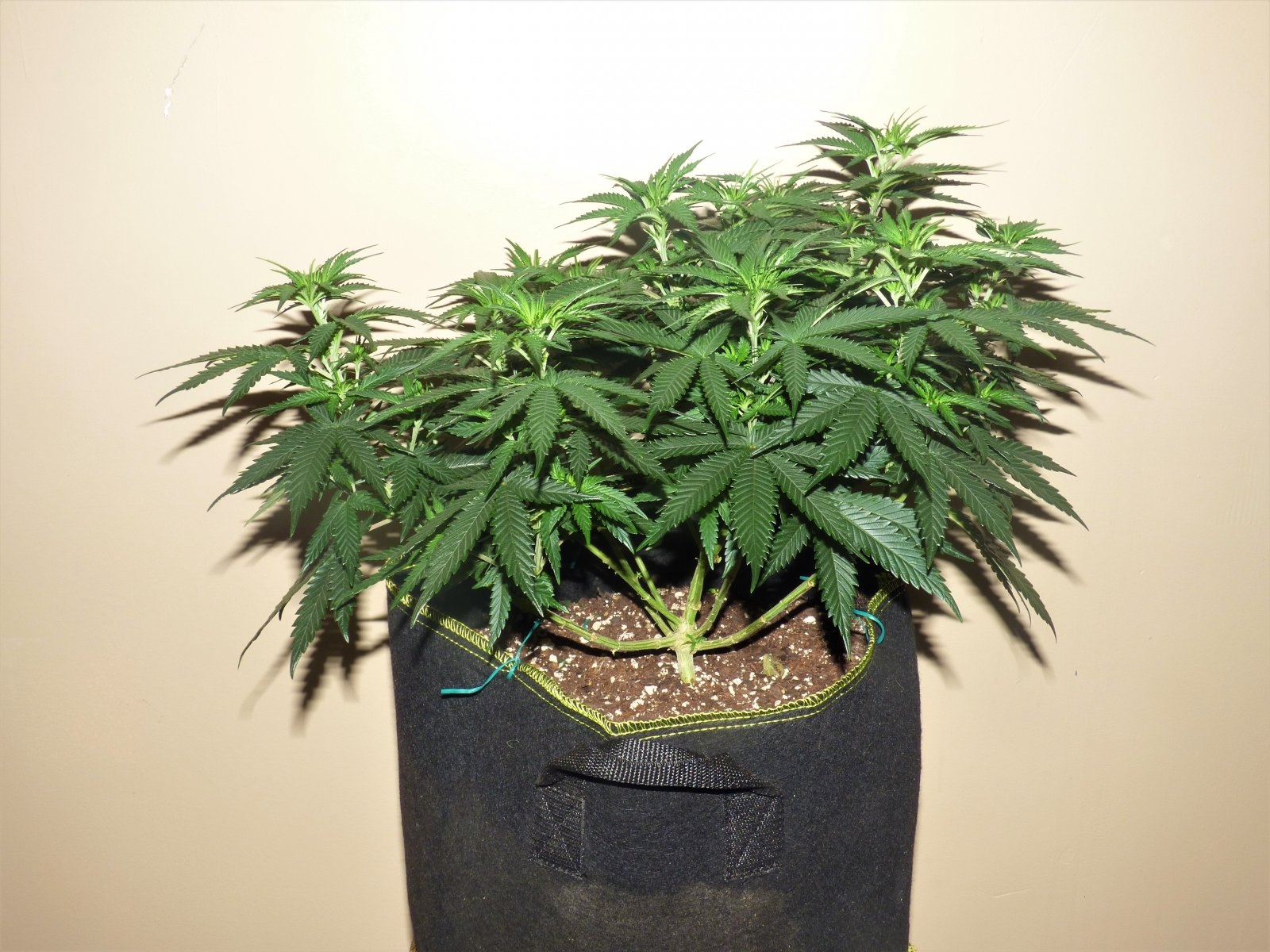 Strawberry Banana Grape day 62.JPG