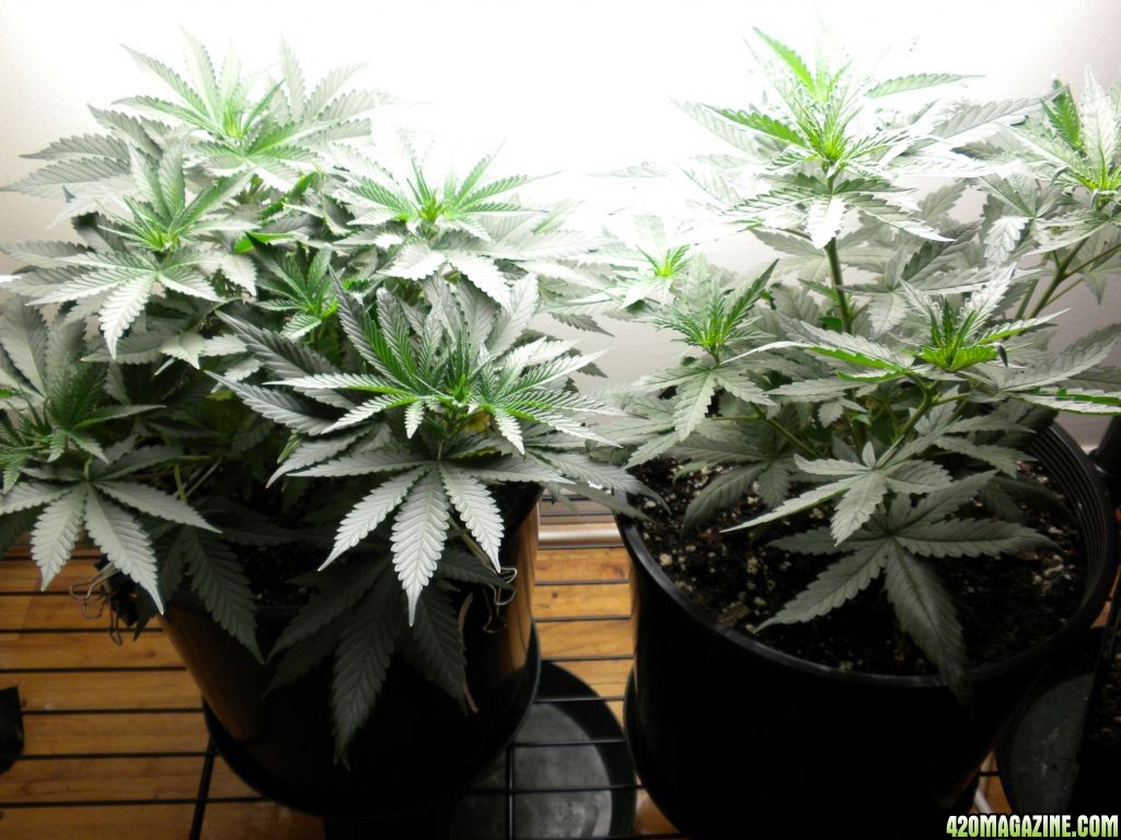 Strawberry Blue and Chocolope moms