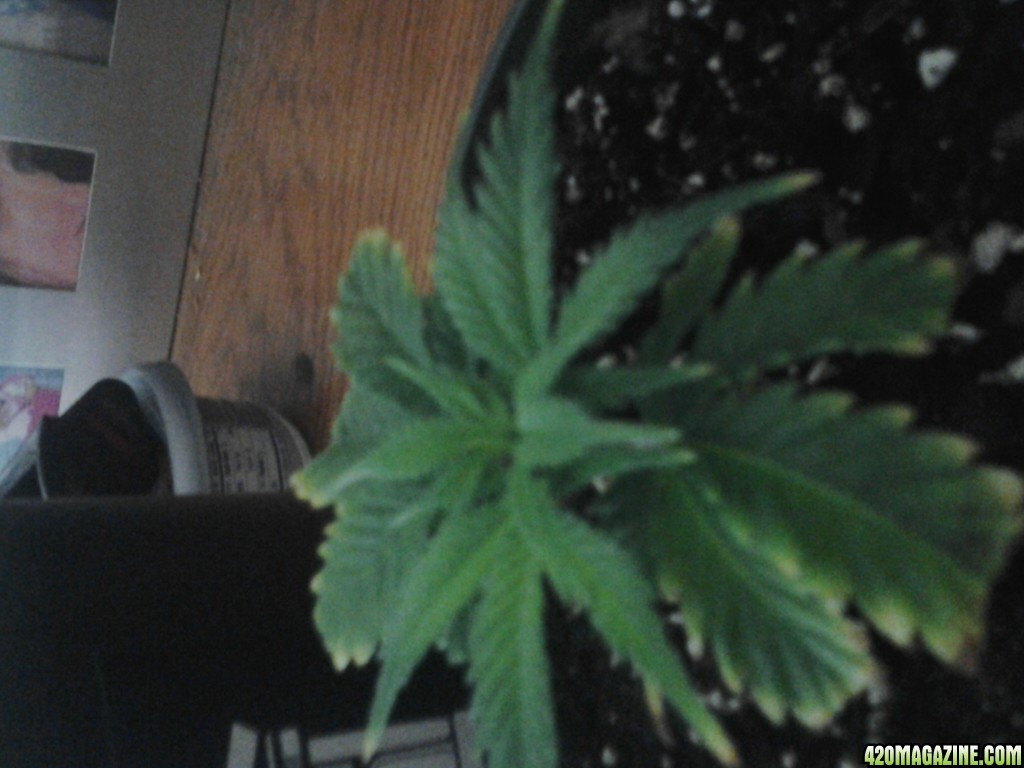 strawberry blue clone 3 days. in dirt