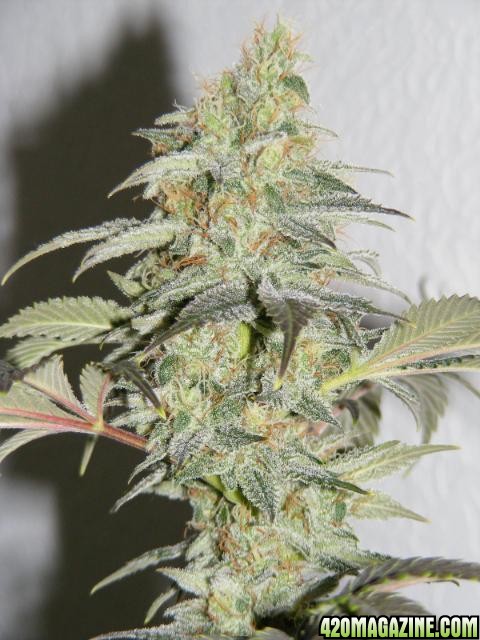 Strawberry Cough 1-2011 top