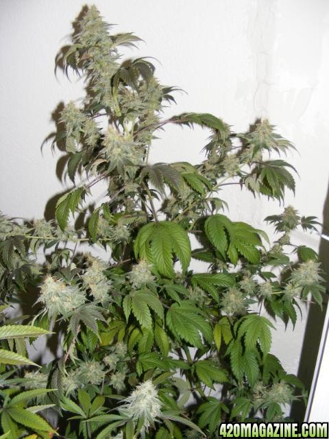 Strawberry Cough 1-2011