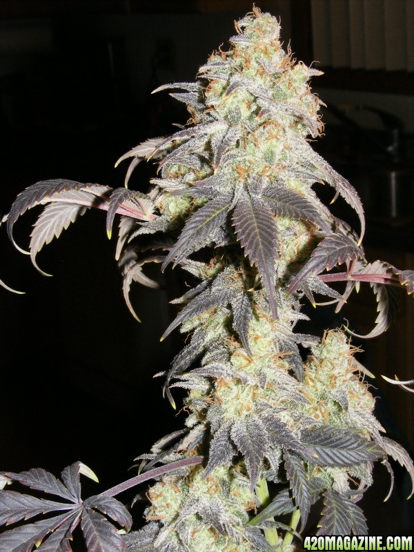 Strawberry Cough 2011