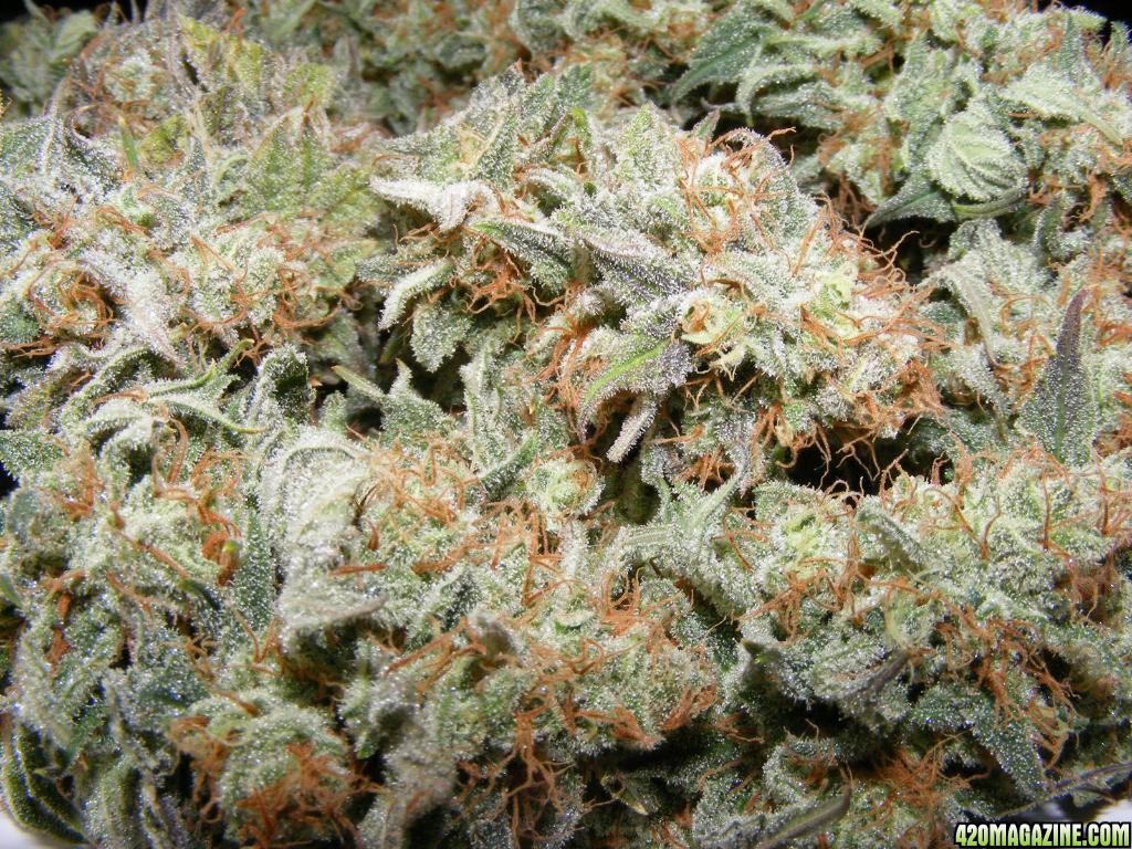 Strawberry Cough 5-2011