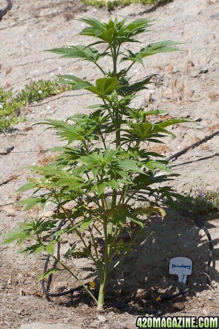 Strawberry Cough, 6 Weeks