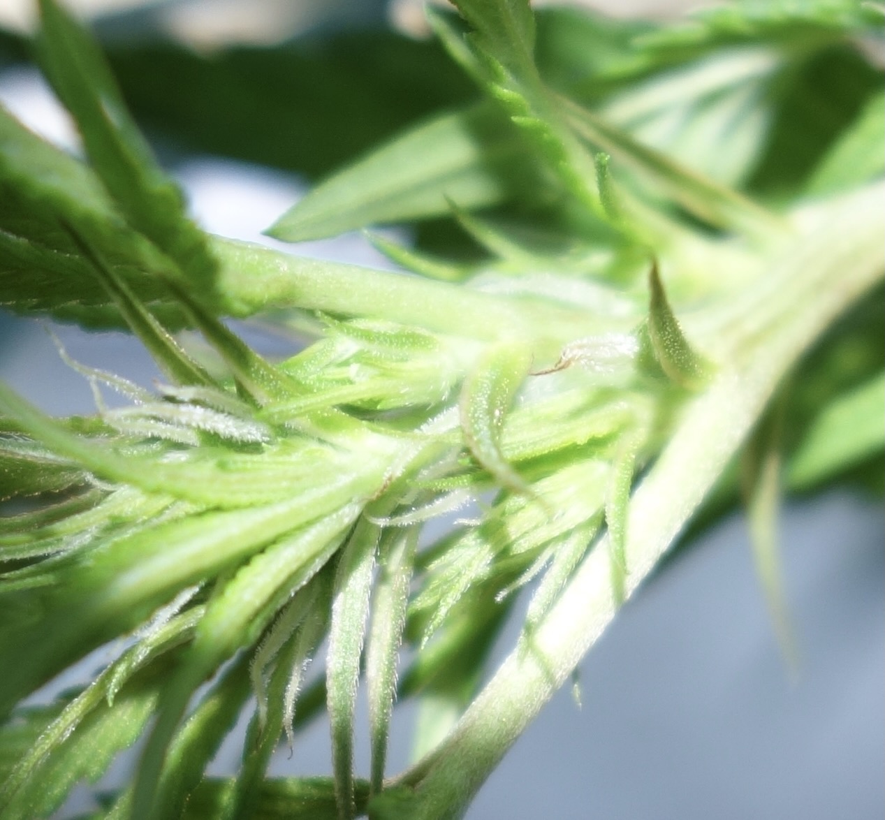 Strawberry Cough after 21 days of Colloidal Silver spraying on minor stem - 20/Feb/21