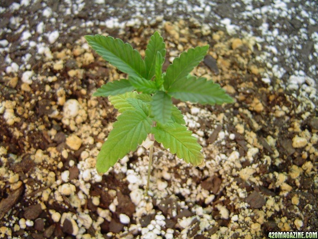 Strawberry Cough Close-up