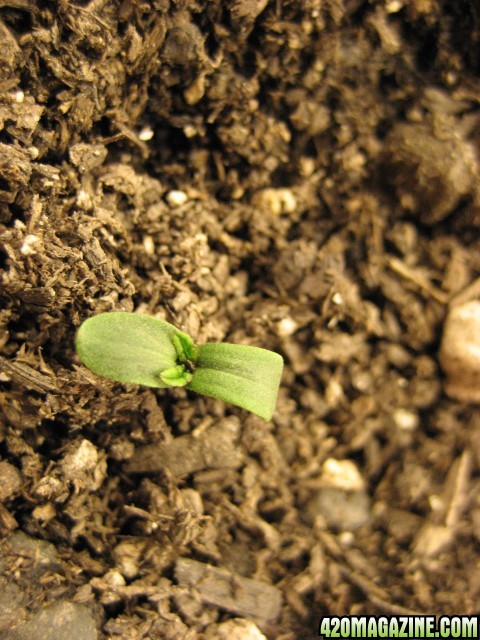 Strawberry Cough day 1