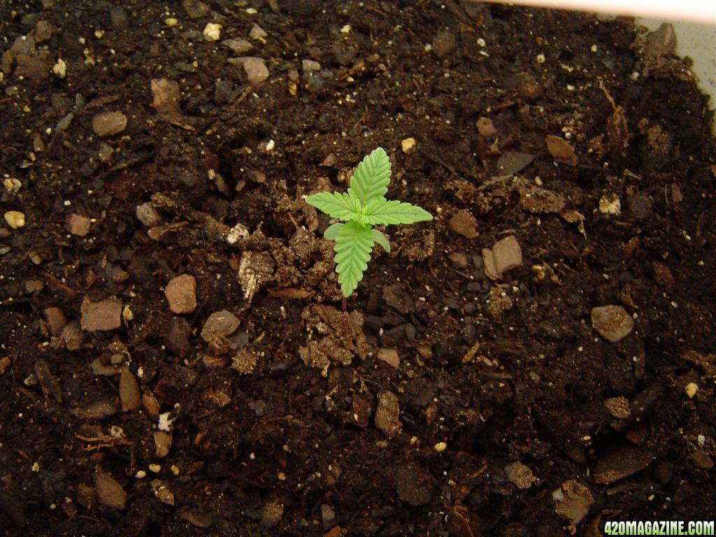 Strawberry Cough - Day 11