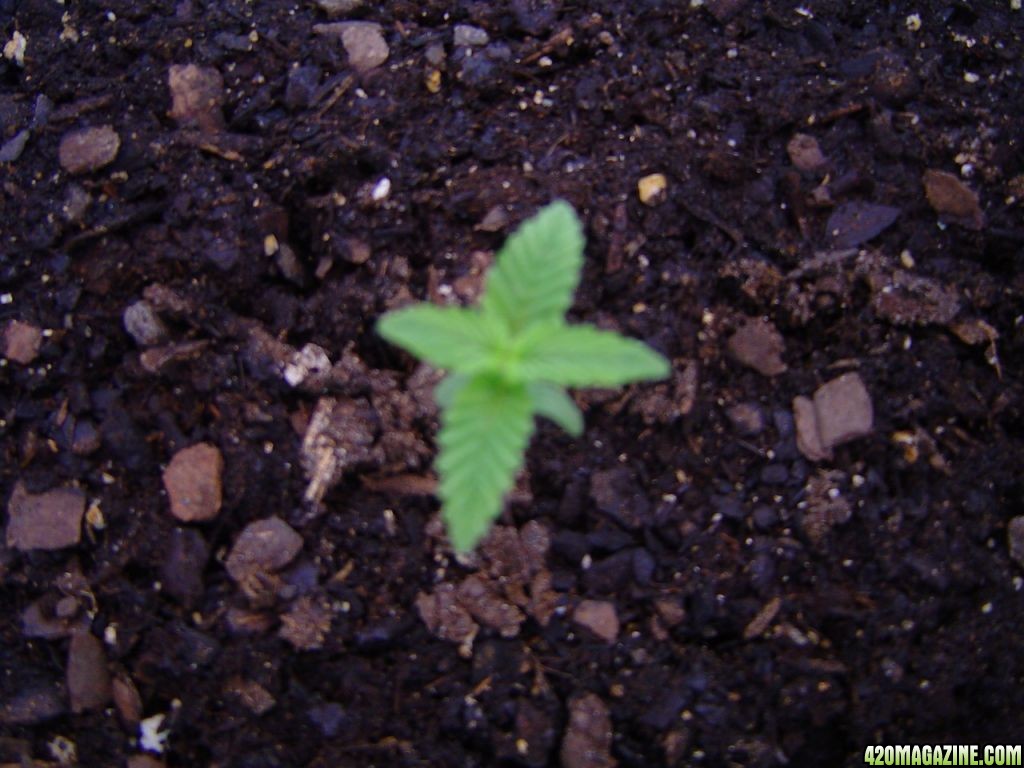 Strawberry Cough - Day 11