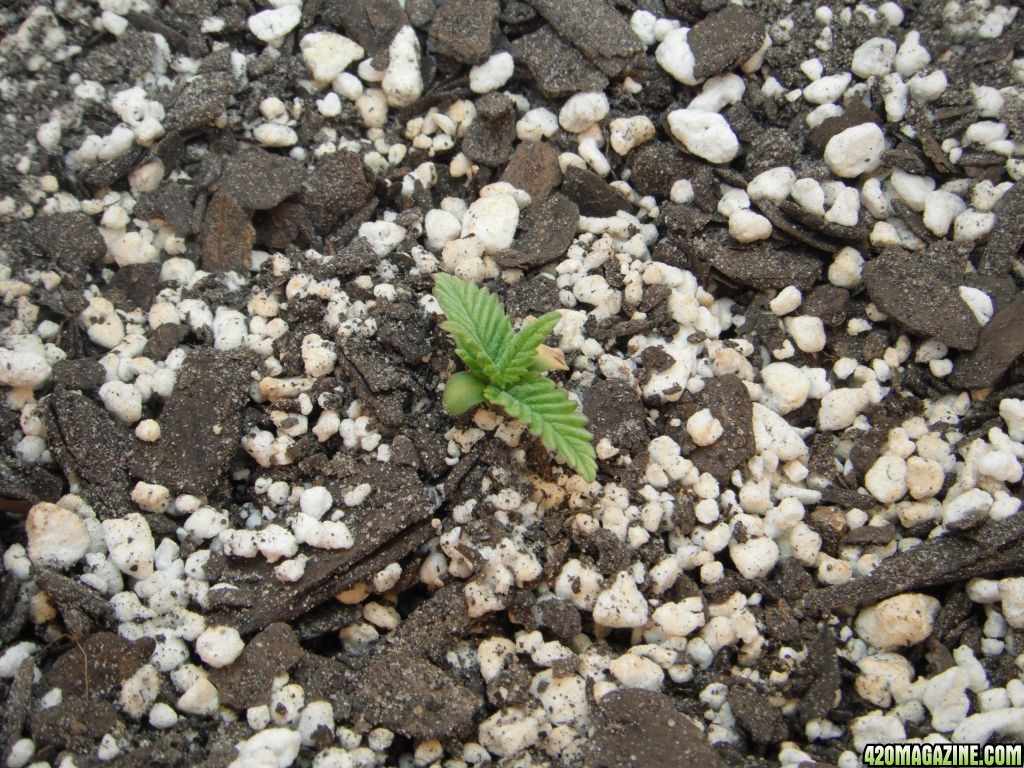 Strawberry Cough - Day 13