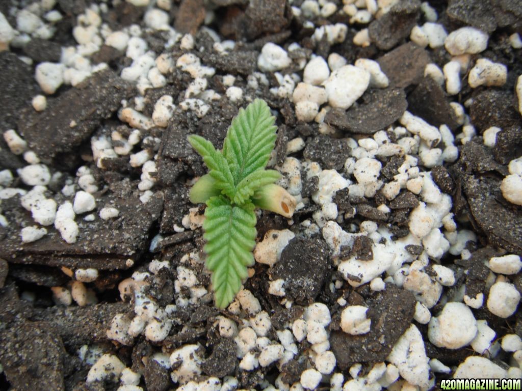 Strawberry Cough - Day 13