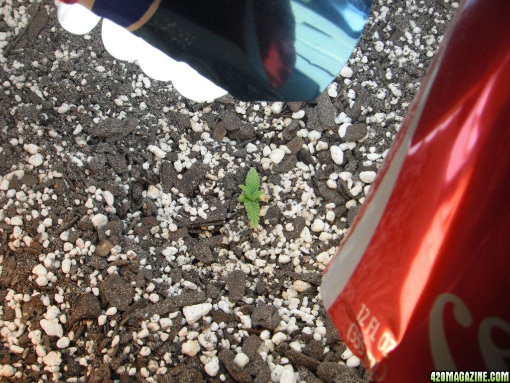 Strawberry Cough - Day 13