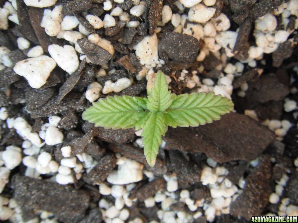 Strawberry Cough - Day 16