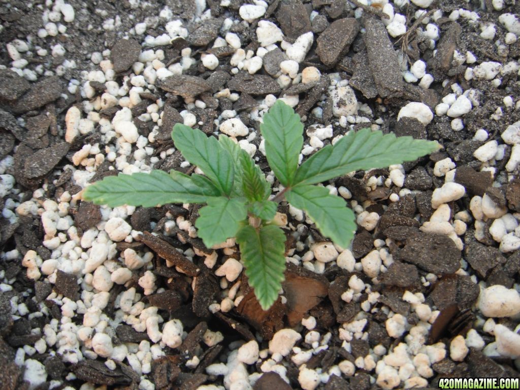 Strawberry Cough - Day 21