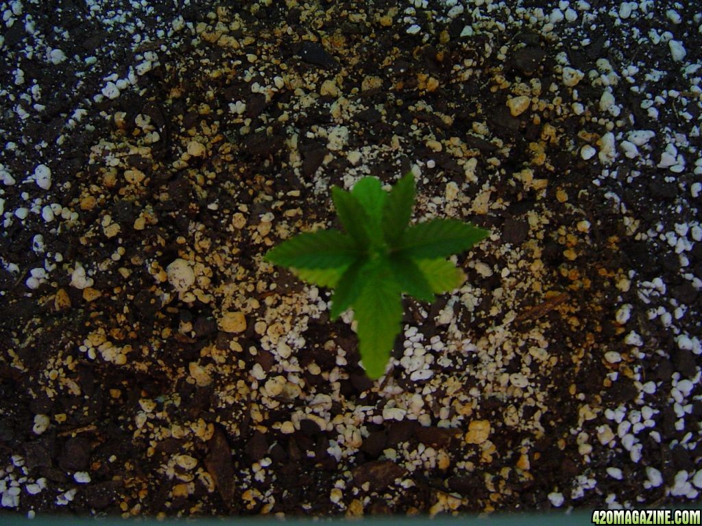 Strawberry Cough - Day 29