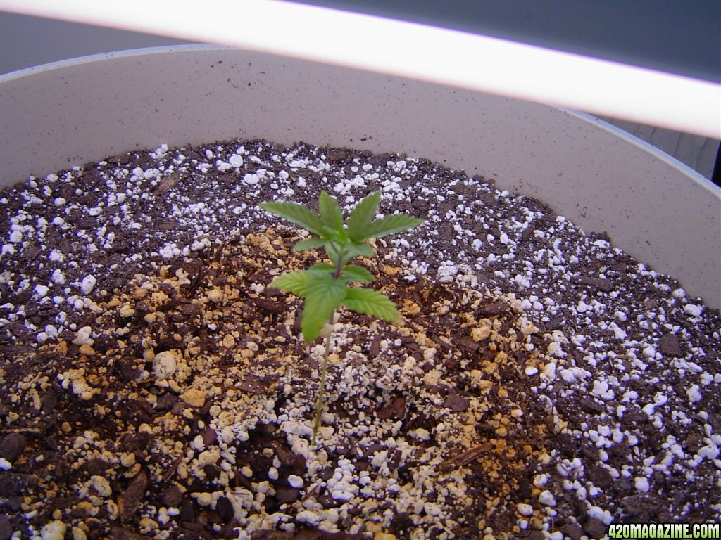 Strawberry Cough - Day 29