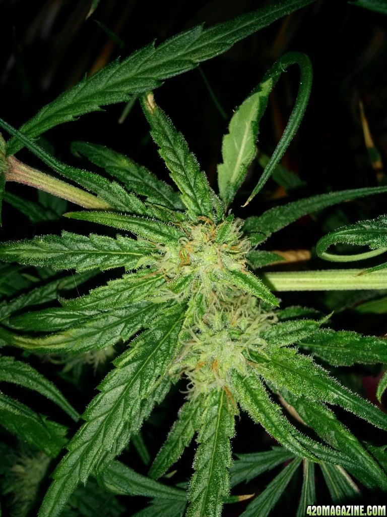 Strawberry Cough Day 86