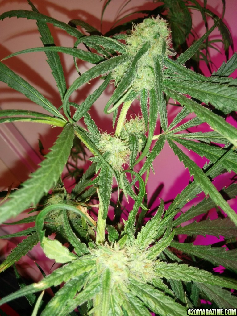 Strawberry Cough Day 86