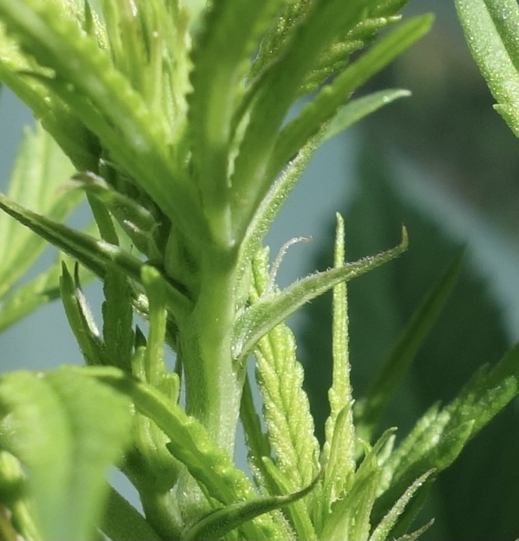 Strawberry Cough, first pistils spotted - 13/Feb/21