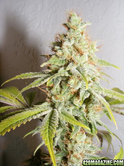 Strawberry Cough just before harvest