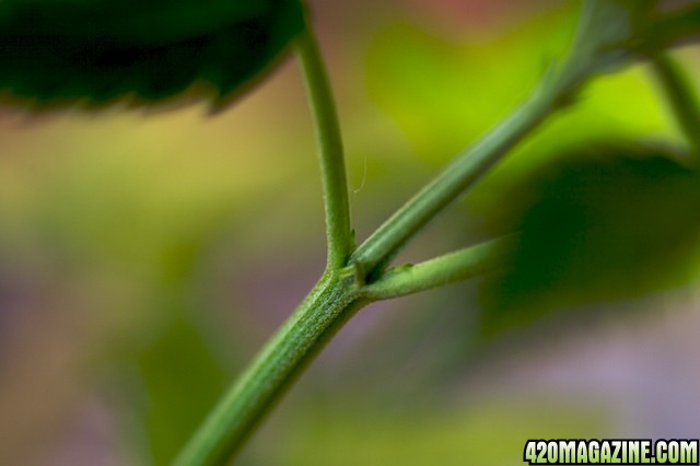 Strawberry Cough Preflower1 4 Weeks