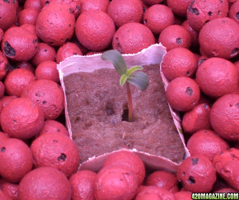 Strawberry Cough Seedling Day 4