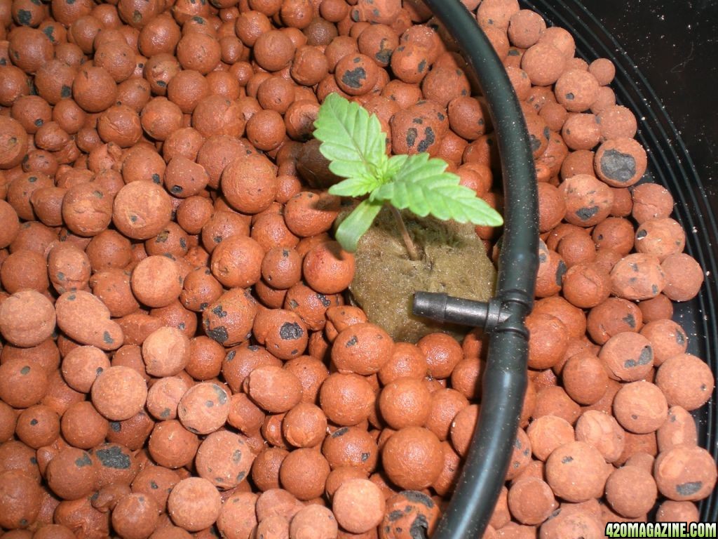 Strawberry Cough Seedling Day 7