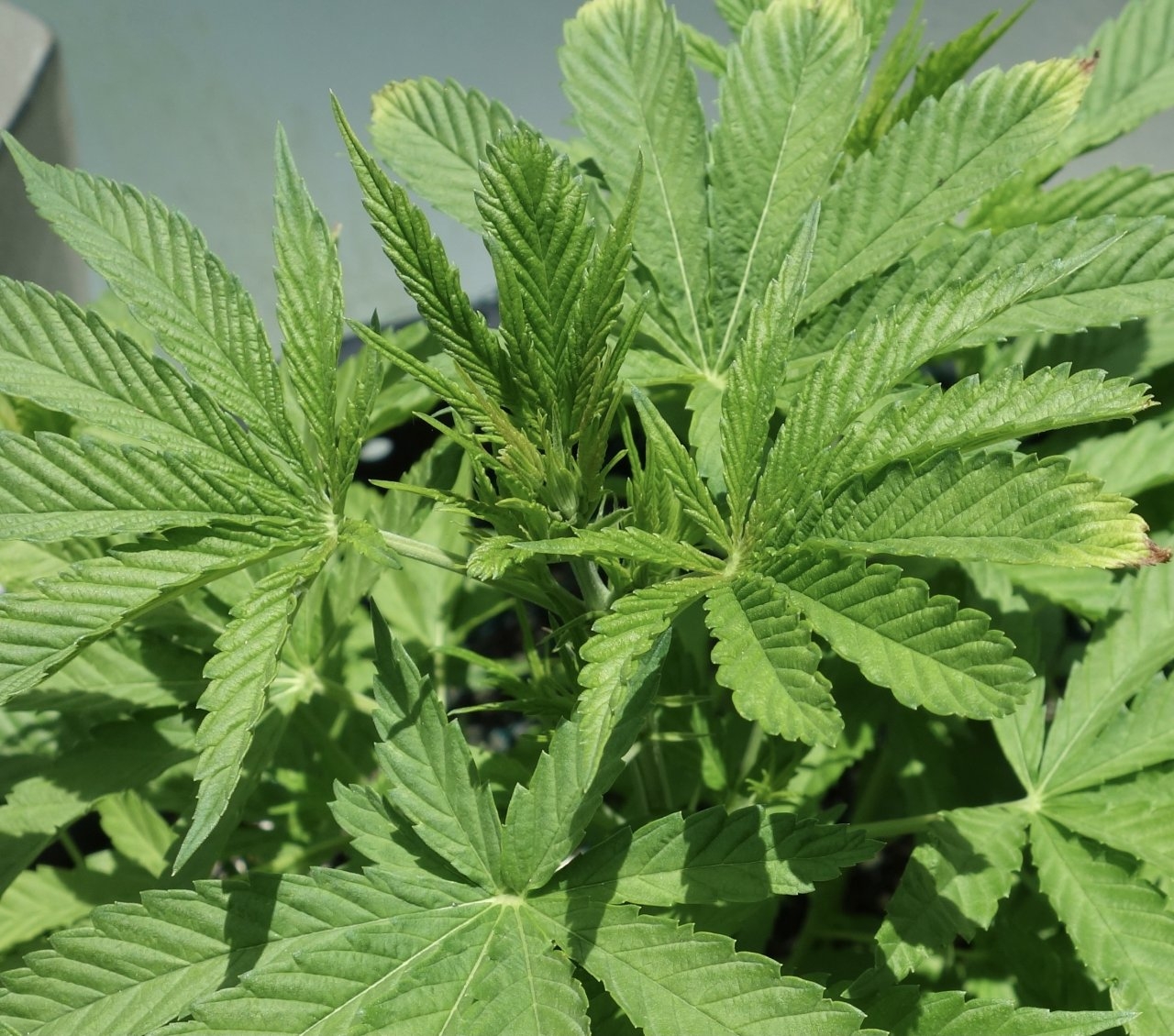 Strawberry Cough seems over some minor leaf tip burn - 13/Jan/21