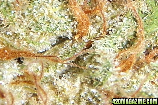 strawberry cough