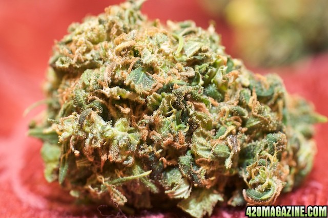 Strawberry Cough_05