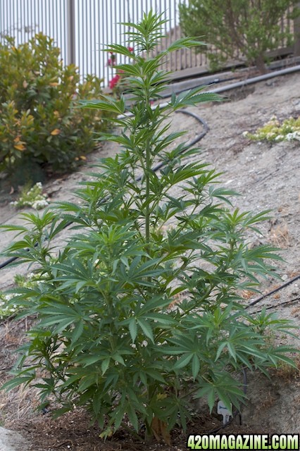 Strawberry Cough_1  9Wks