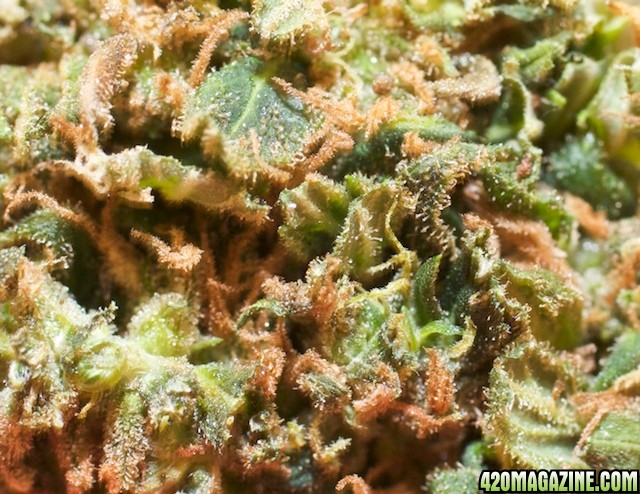 Strawberry Cough_11