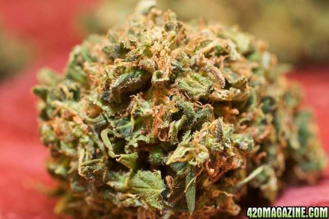 Strawberry Cough_Bud Rot_010