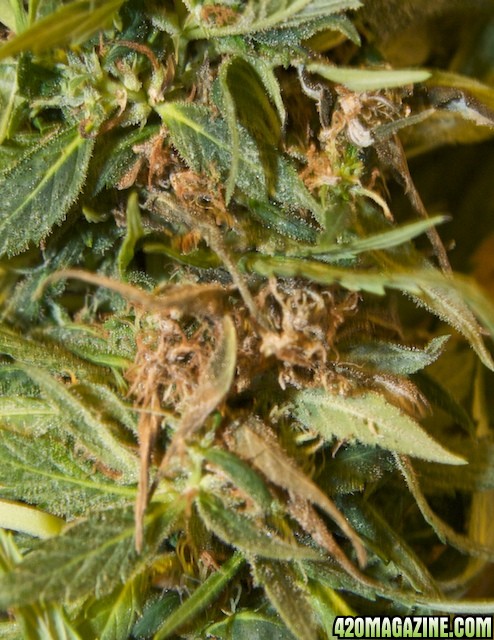 Strawberry Cough_Bud Rot_02